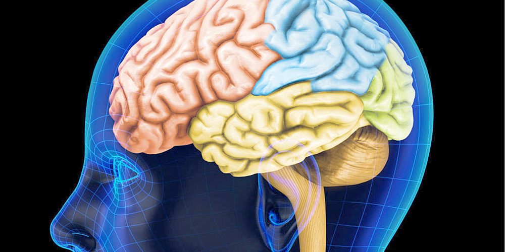 cerebro-humano